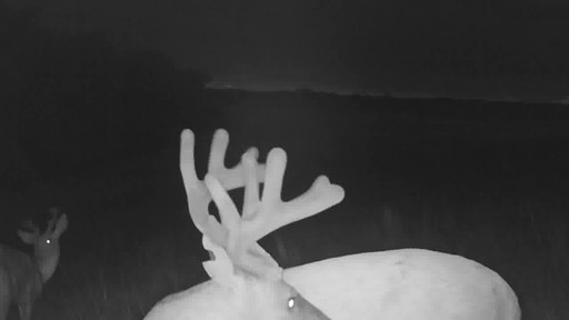 Stealth Cam DS4K Trail/Game Camera 30 Megapixels - image 6 from the video